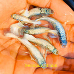 (CGP-61)German Ribbon Guppy