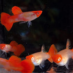 Live Fancy Guppy Fish Premium Quality Albino Red Koi (CGP-012) - Coast Gem USA