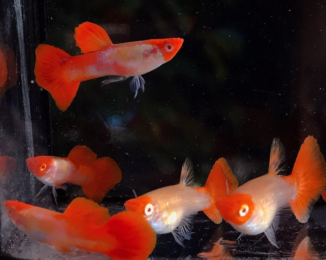 Live Fancy Guppy Fish Premium Quality Albino Red Koi (CGP-012) - Coast Gem USA