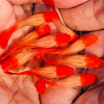 Live Fancy Guppy Fish Premium Quality Albino Red Koi (CGP-012) - Coast Gem USA
