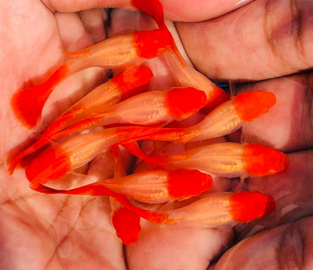 Live Fancy Guppy Fish Premium Quality Albino Red Koi (CGP-012) - Coast Gem USA