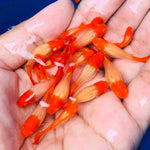 Live Fancy Guppy Fish Premium Quality Albino Red Koi (CGP-012) - Coast Gem USA