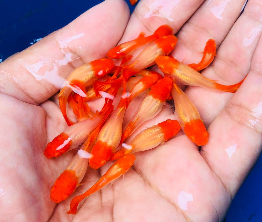 Live Fancy Guppy Fish Premium Quality Albino Red Koi (CGP-012) - Coast Gem USA