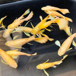 Live Fancy Guppy Fish Premium Quality Full Gold XL Size (CGP-016)