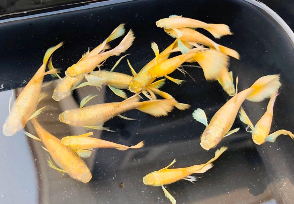 Live Fancy Guppy Fish Premium Quality Full Gold XL Size (CGP-016)