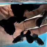 Live Fancy Guppy Fish Premium Quality Full Black Moscow (CGP-017) - Coast Gem USA