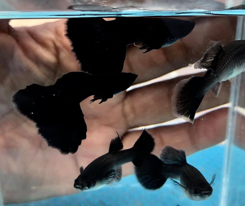 Live Fancy Guppy Fish Premium Quality Full Black Moscow (CGP-017)