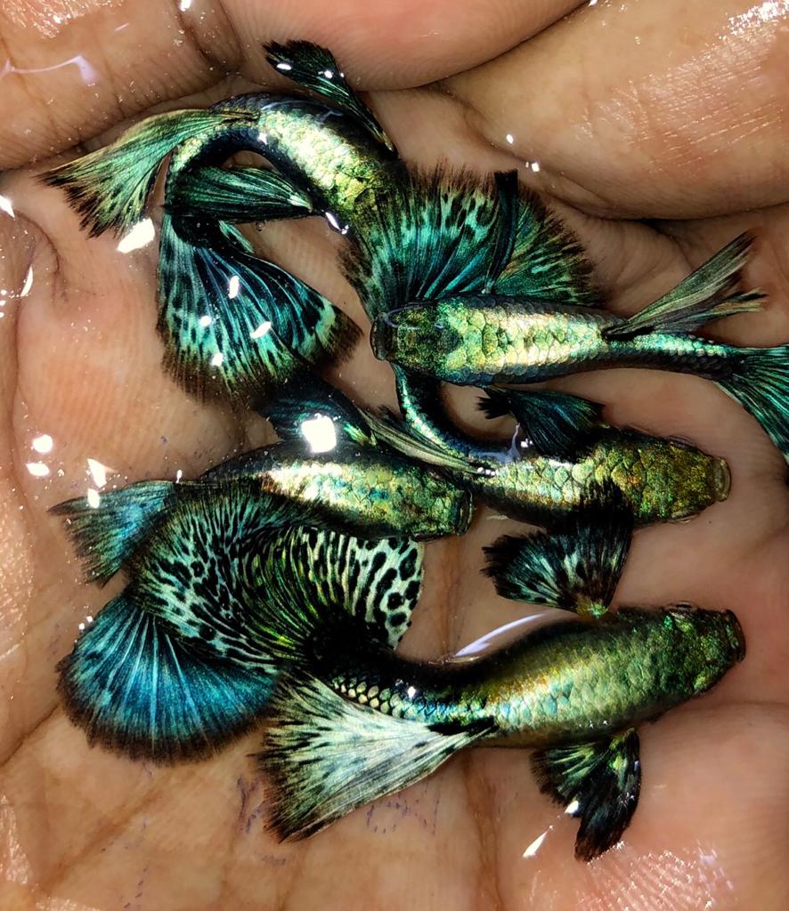 Live Fancy Guppy Fish Premium Quality Blue/Green Dragon Big Ear (CGP-019)
