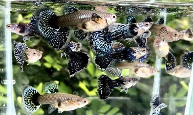 Live Fancy Guppy Fish Premium Quality Blue/Green Dragon Big Ear (CGP-019)