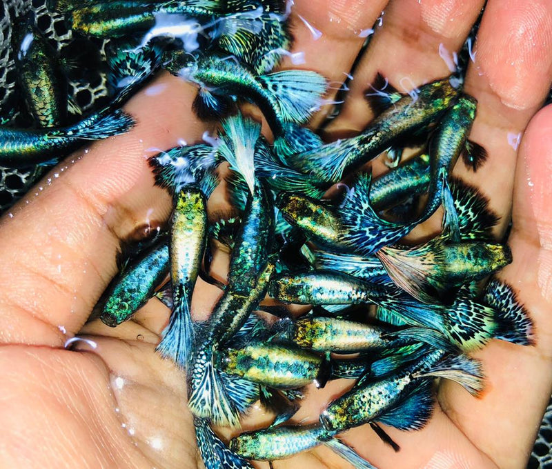 Live Fancy Guppy Fish Premium Quality Blue/Green Dragon Big Ear (CGP-019)