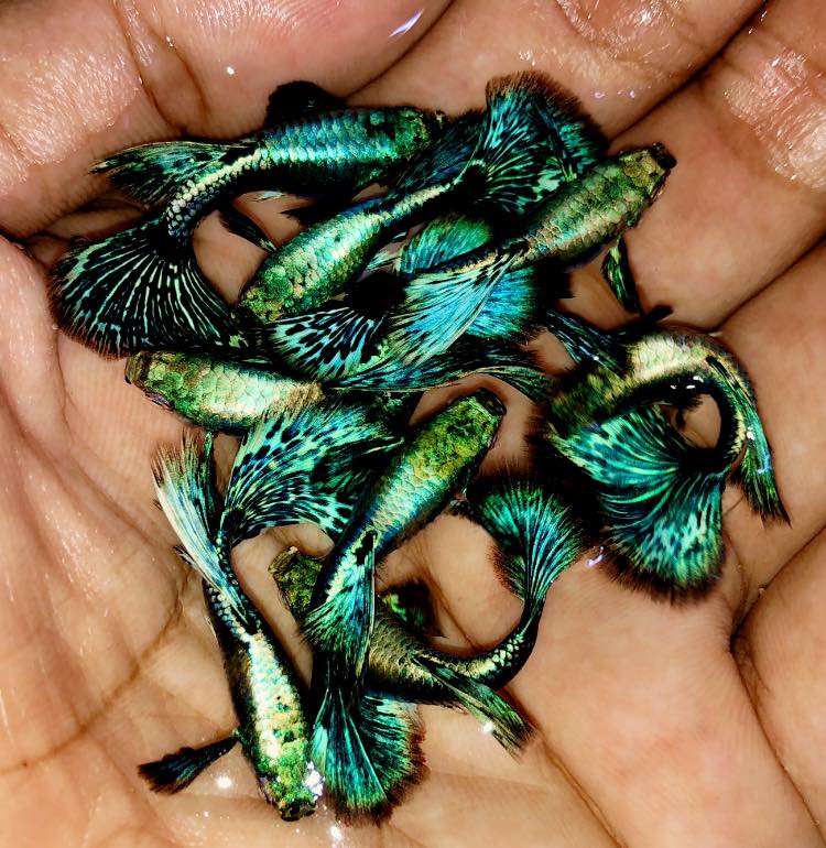 Live Fancy Guppy Fish Premium Quality Blue/Green Dragon Big Ear (CGP-019)