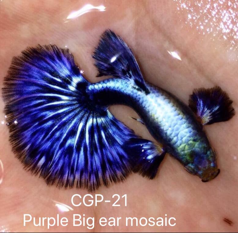 Live Fancy Guppy Fish Premium Quality Big Ear Lavender Mosaic XL (CGP-021)