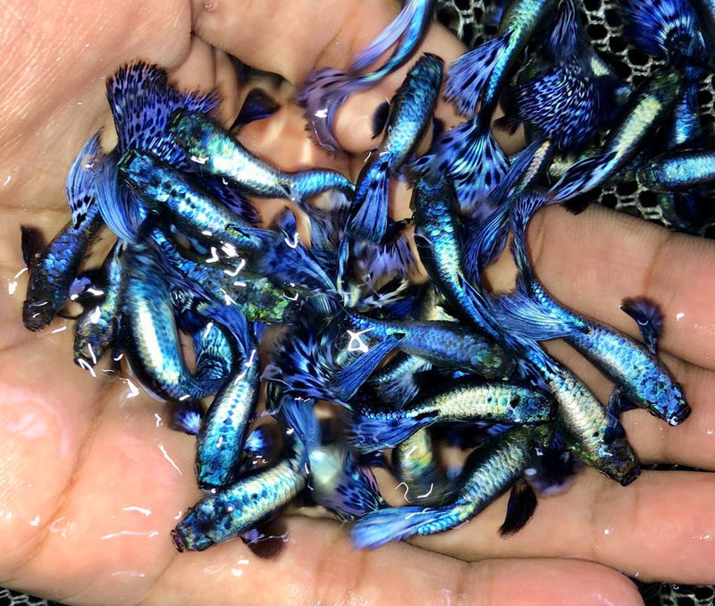 Live Fancy Guppy Fish Premium Quality Big Ear Lavender Mosaic XL (CGP-021)