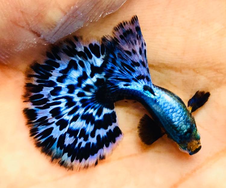 Live Fancy Guppy Fish Premium Quality Big Ear Lavender Mosaic XL (CGP-021)