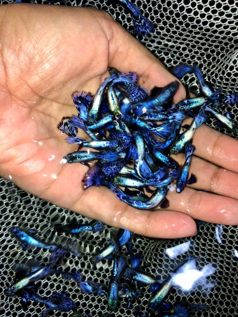 Live Fancy Guppy Fish Premium Quality Big Ear Lavender Mosaic XL (CGP-021)