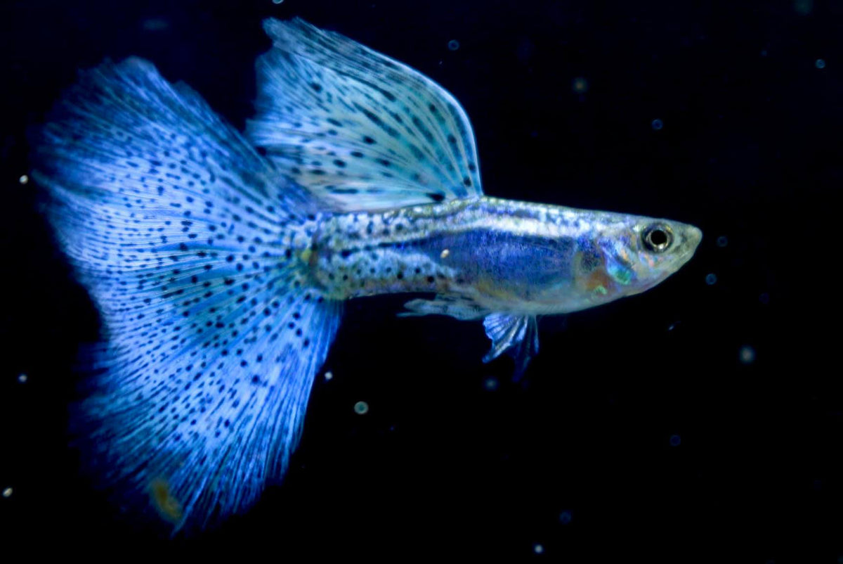 Live Fancy Guppy Fish Premium Quality Blue Grass High Dorsal (CGP-024)