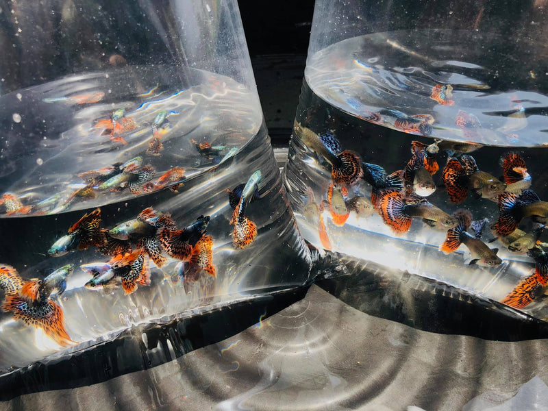 Live Fancy Guppy Fish Premium Quality Red Mosaic Jumbo Dumbo Ear XL (CGP-026)