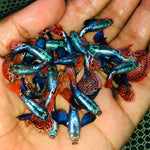 Live Fancy Guppy Fish Premium Quality Red Mosaic Jumbo Dumbo Ear XL (CGP-026) - Coast Gem USA