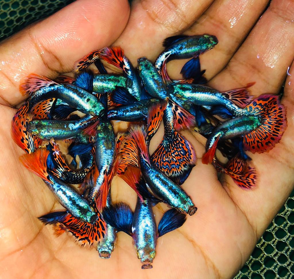 Live Fancy Guppy Fish Premium Quality Red Mosaic Jumbo Dumbo Ear XL (CGP-026) - Coast Gem USA