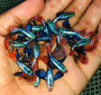 Live Fancy Guppy Fish Premium Quality Red Mosaic Jumbo Dumbo Ear XL (CGP-026) - Coast Gem USA