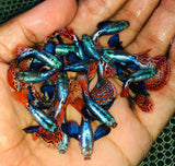 Live Fancy Guppy Fish Premium Quality Red Mosaic Jumbo Dumbo Ear XL (CGP-026) - Coast Gem USA