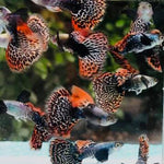 Live Fancy Guppy Fish Premium Quality Red Mosaic Jumbo Dumbo Ear XL (CGP-026) - Coast Gem USA