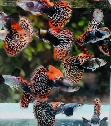 Live Fancy Guppy Fish Premium Quality Red Mosaic Jumbo Dumbo Ear XL (CGP-026) - Coast Gem USA