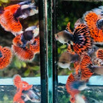 Live Fancy Guppy Fish Premium Quality Red Mosaic Jumbo Dumbo Ear XL (CGP-026) - Coast Gem USA