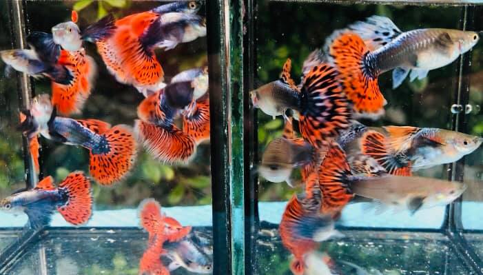 Live Fancy Guppy Fish Premium Quality Red Mosaic Jumbo Dumbo Ear XL (CGP-026) - Coast Gem USA