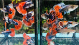 Live Fancy Guppy Fish Premium Quality Red Mosaic Jumbo Dumbo Ear XL (CGP-026) - Coast Gem USA