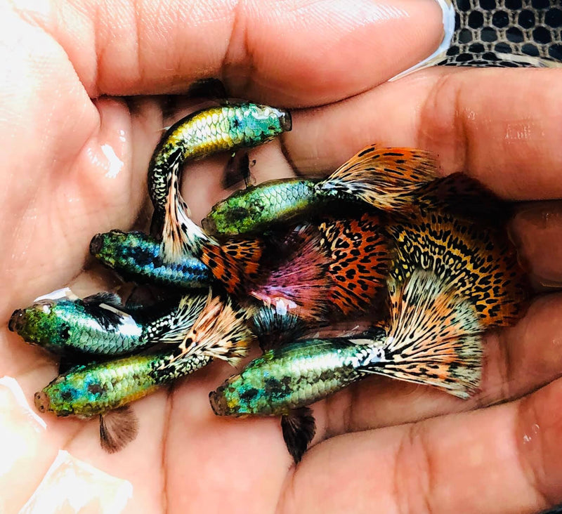 Live Fancy Guppy Fish Premium Quality Red Mosaic Jumbo Dumbo Ear XL (CGP-026)