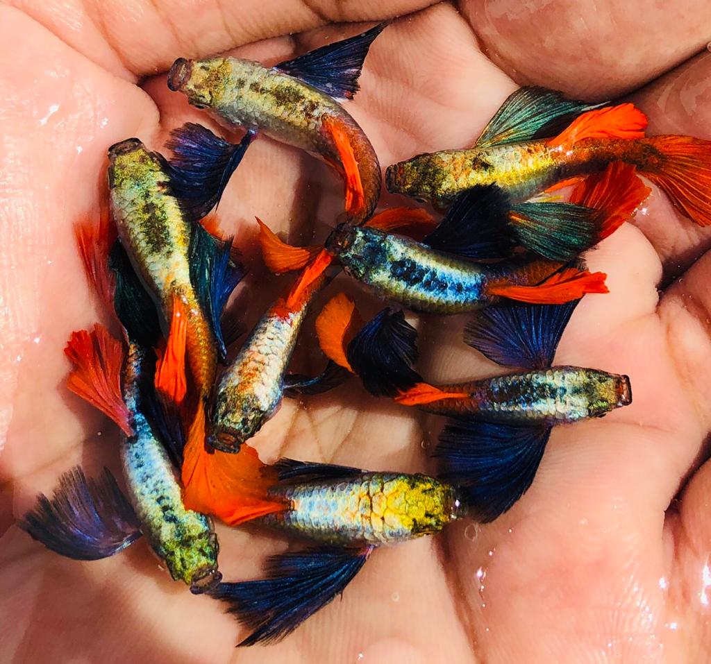 Live Fancy Guppy Fish Premium Quality Jumbo Dumbo Ear Red Tail (CGP-027)