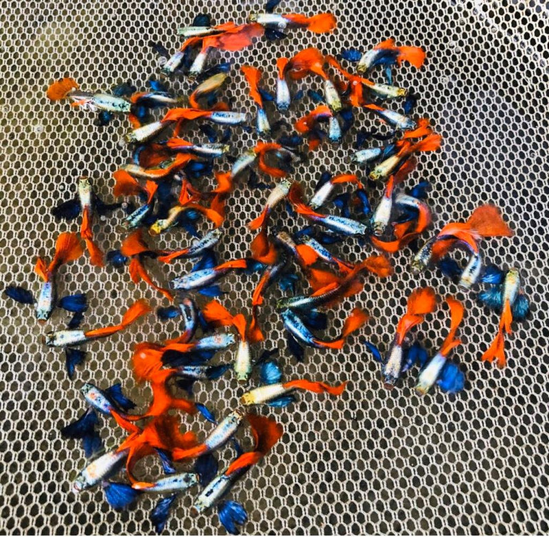 Live Fancy Guppy Fish Premium Quality Jumbo Dumbo Ear Red Tail (CGP-027)