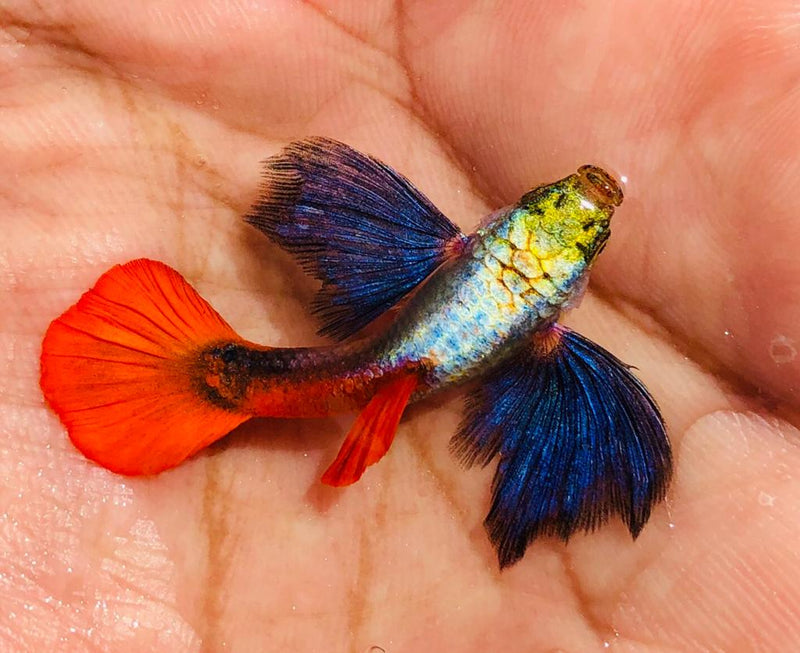 Live Fancy Guppy Fish Premium Quality Jumbo Dumbo Ear Red Tail (CGP-027)