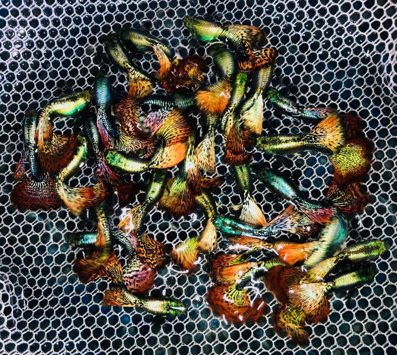 Live Fancy Guppy Fish Premium Quality Red Dragon High Dorsal XL Size (CGP-034)