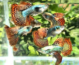 Live Fancy Guppy Fish Premium Quality Red Dragon High Dorsal XL Size (CGP-034)