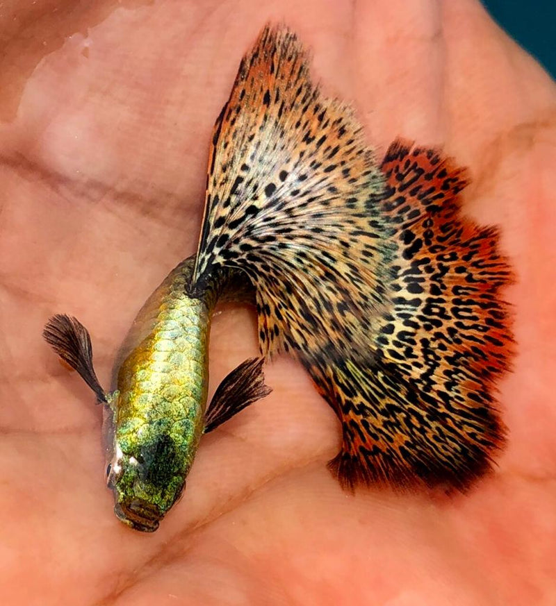 Live Fancy Guppy Fish Premium Quality Red Dragon High Dorsal XL Size (CGP-034)