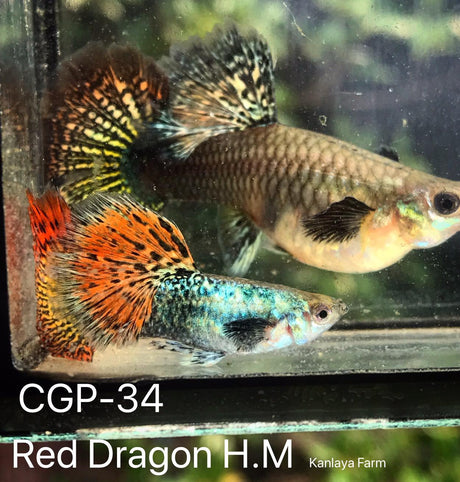 Red Dragon High Dorsal XL Size