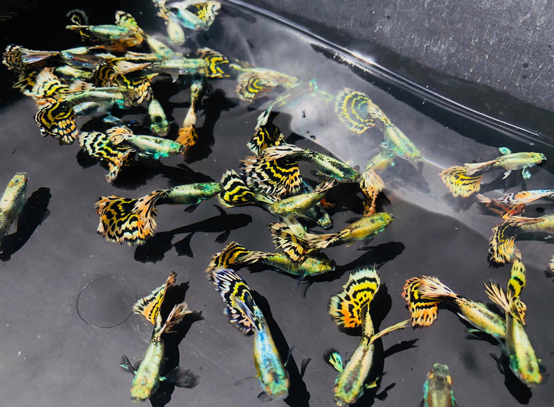 Live Fancy Guppy Fish Premium Quality Yellow Tiger Halfmoon Mosaic XL Size (CGP-035)