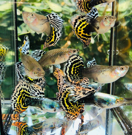 Live Fancy Guppy Fish Premium Quality Yellow Tiger Halfmoon Mosaic XL Size (CGP-035) - Coast Gem USA