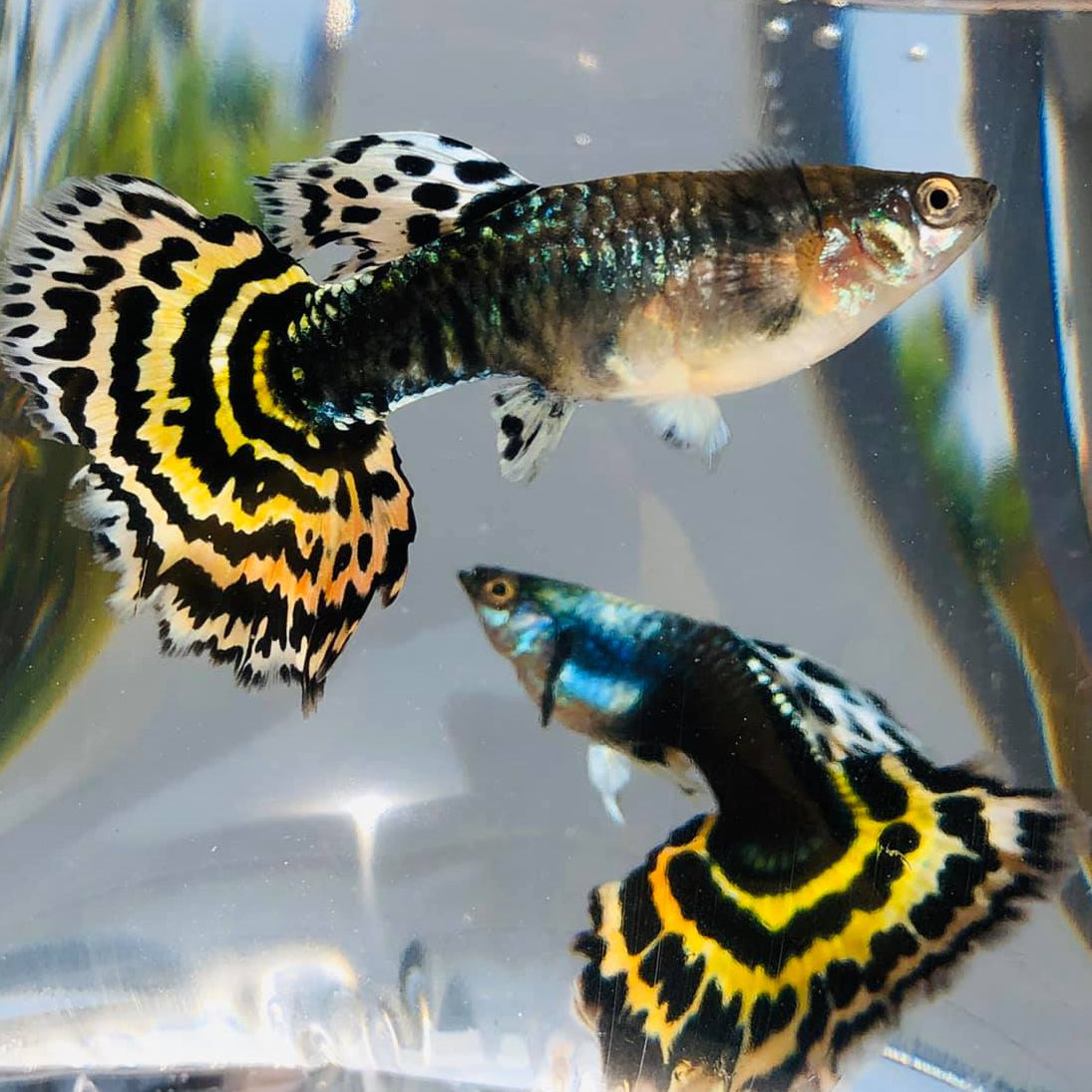 Live Fancy Guppy Fish Premium Quality Yellow Tiger Halfmoon Mosaic XL Size (CGP-035) - Coast Gem USA