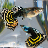 Live Fancy Guppy Fish Premium Quality Yellow Tiger Halfmoon Mosaic XL Size (CGP-035) - Coast Gem USA