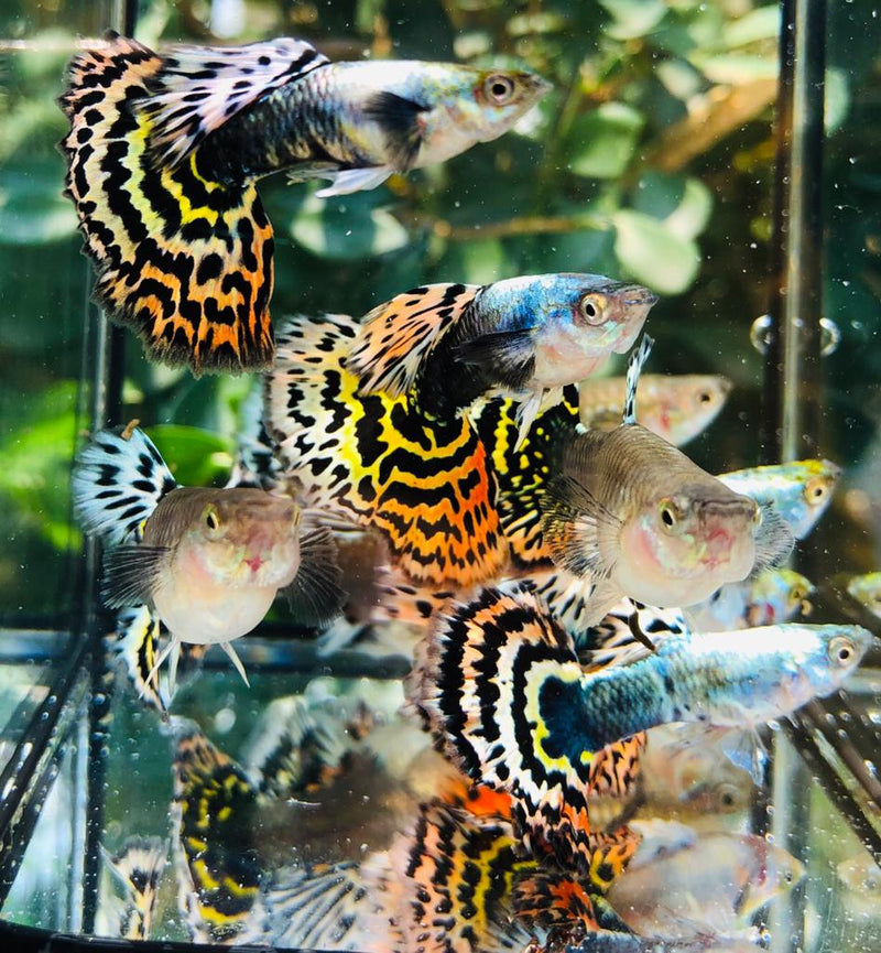 Live Fancy Guppy Fish Premium Quality Yellow Tiger Halfmoon Mosaic XL Size (CGP-035)