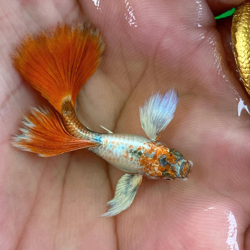 Live Fancy Guppy Fish Premium Quality Santa Big Ear (CGP-046)