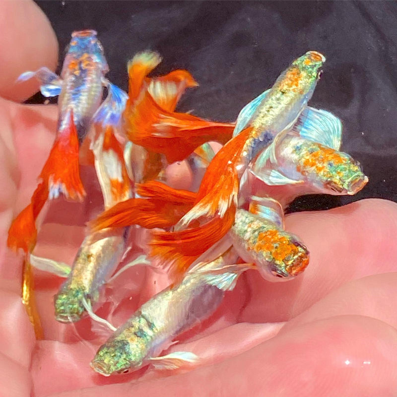 Live Fancy Guppy Fish Premium Quality Santa Big Ear (CGP-046)