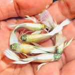 Live Fancy Guppy Fish Premium Quality German White Ribbon XL Size (CGP-061)