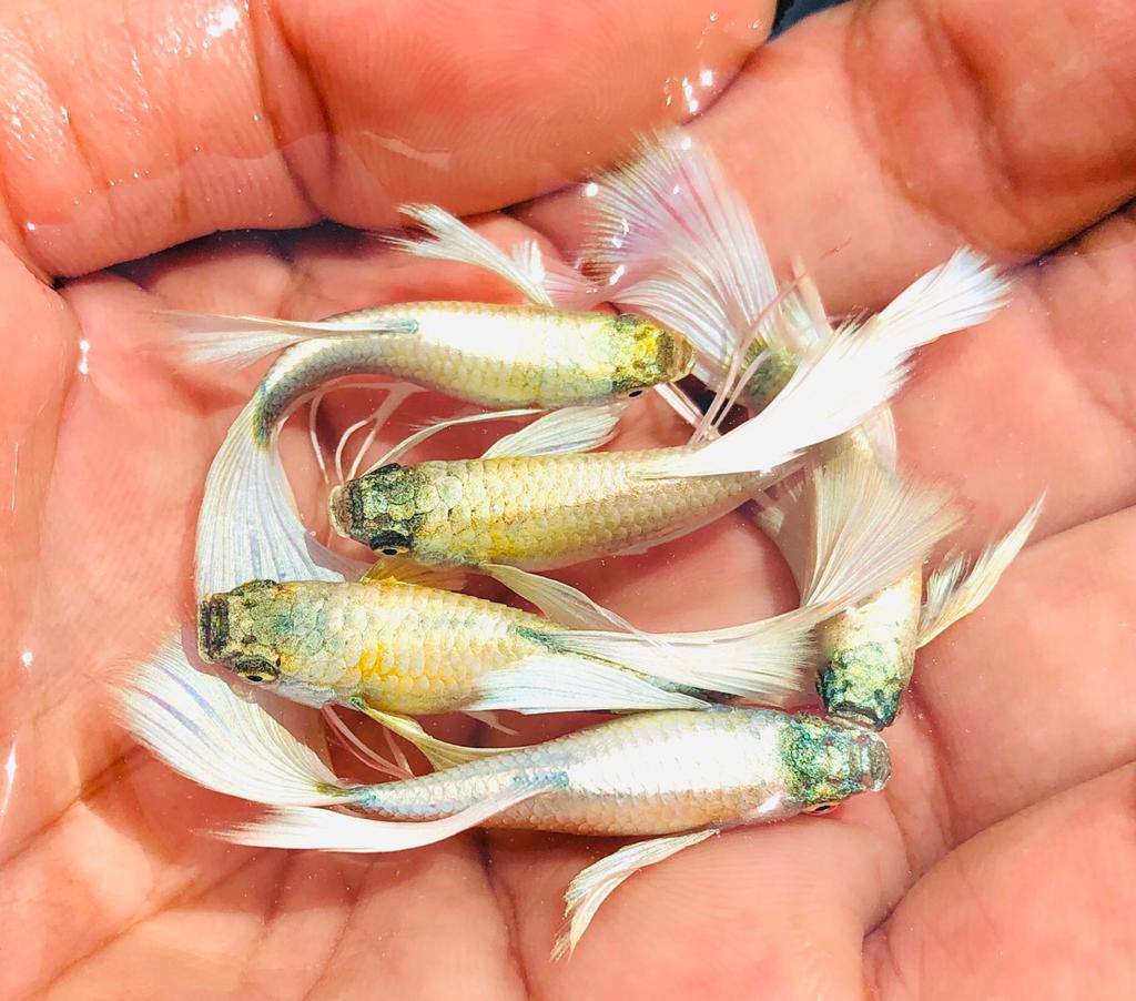 Live Fancy Guppy Fish Premium Quality German White Ribbon XL Size (CGP-061)