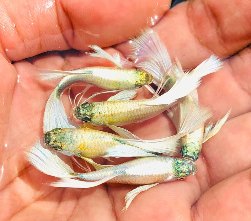 Live Fancy Guppy Fish Premium Quality German White Ribbon XL Size (CGP-061)