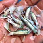 Live Fancy Guppy Fish Premium Quality German White Ribbon XL Size (CGP-061)