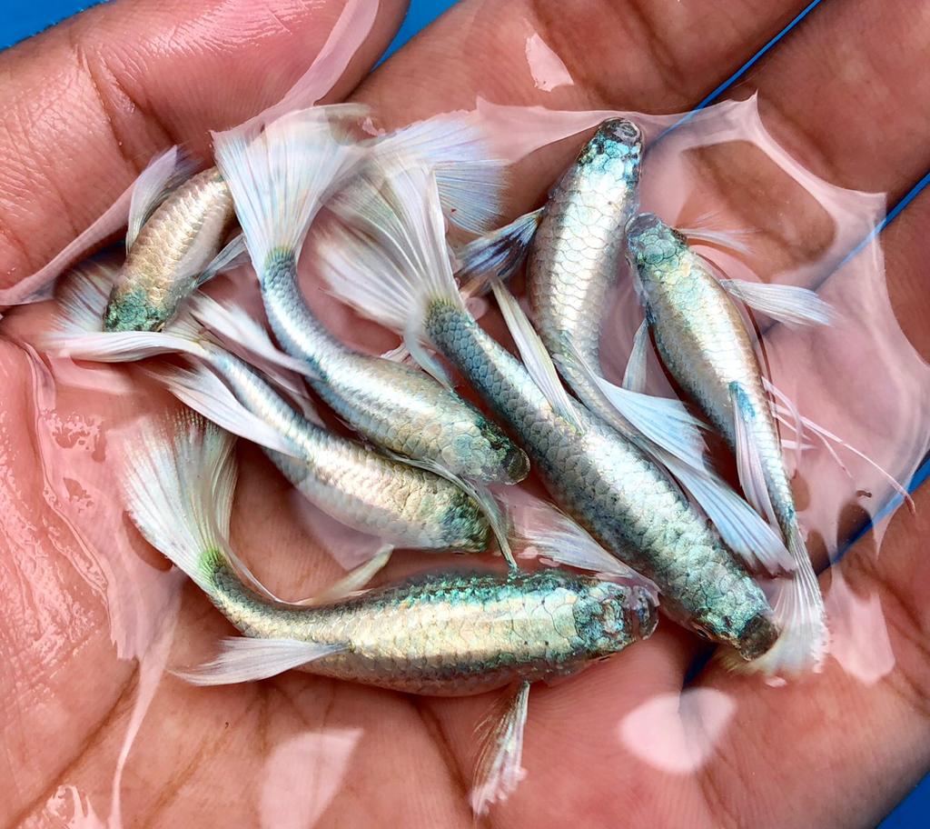 Live Fancy Guppy Fish Premium Quality German White Ribbon XL Size (CGP-061)